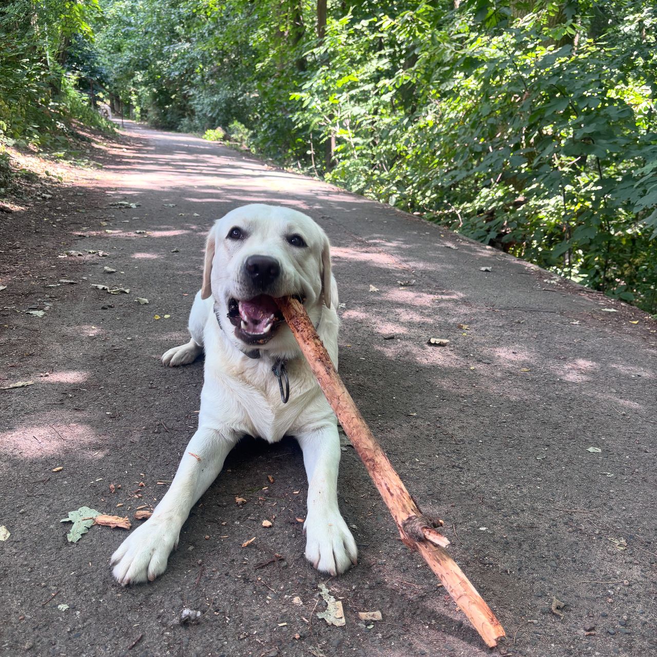 Soutěžní fotografie - Timmy,  Labradorský retriever