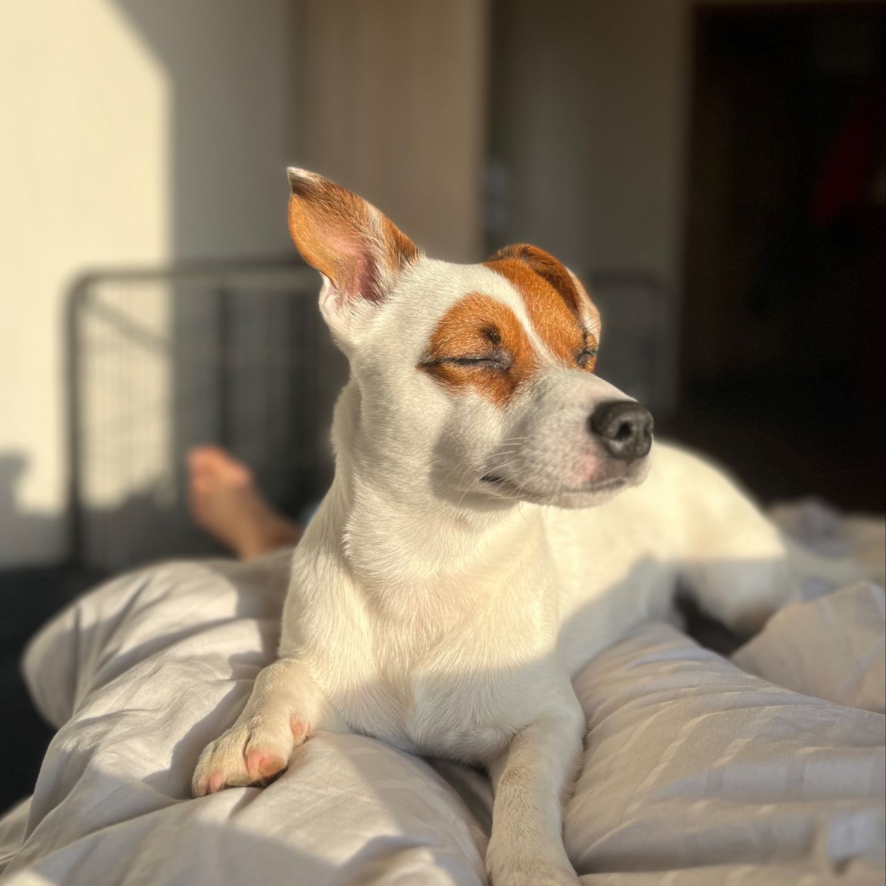 Soutěžní fotografie - Toby,  Jack Russell Teriér