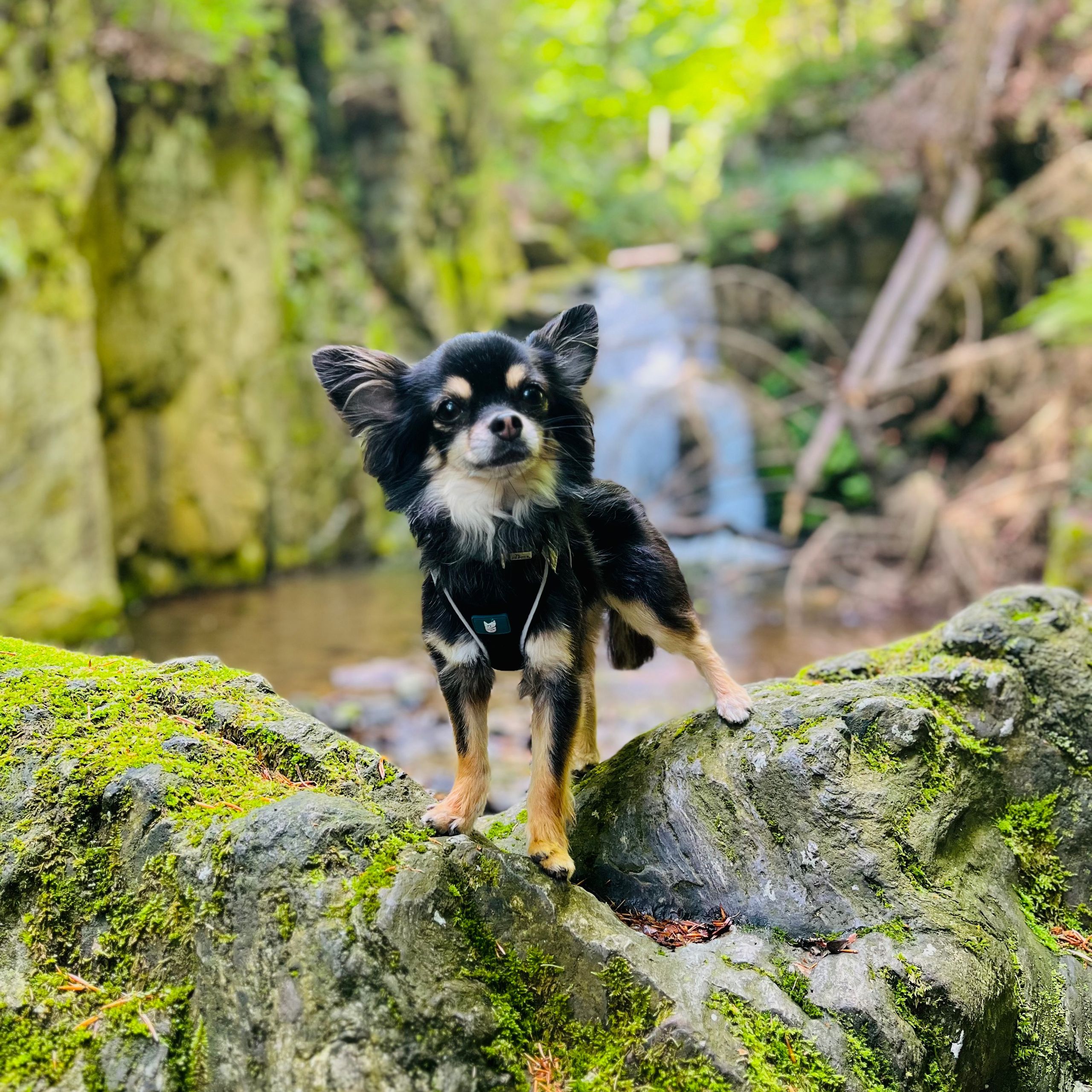 Soutěžní fotografie - Kryšpín,  Čivava dlouhosrstá