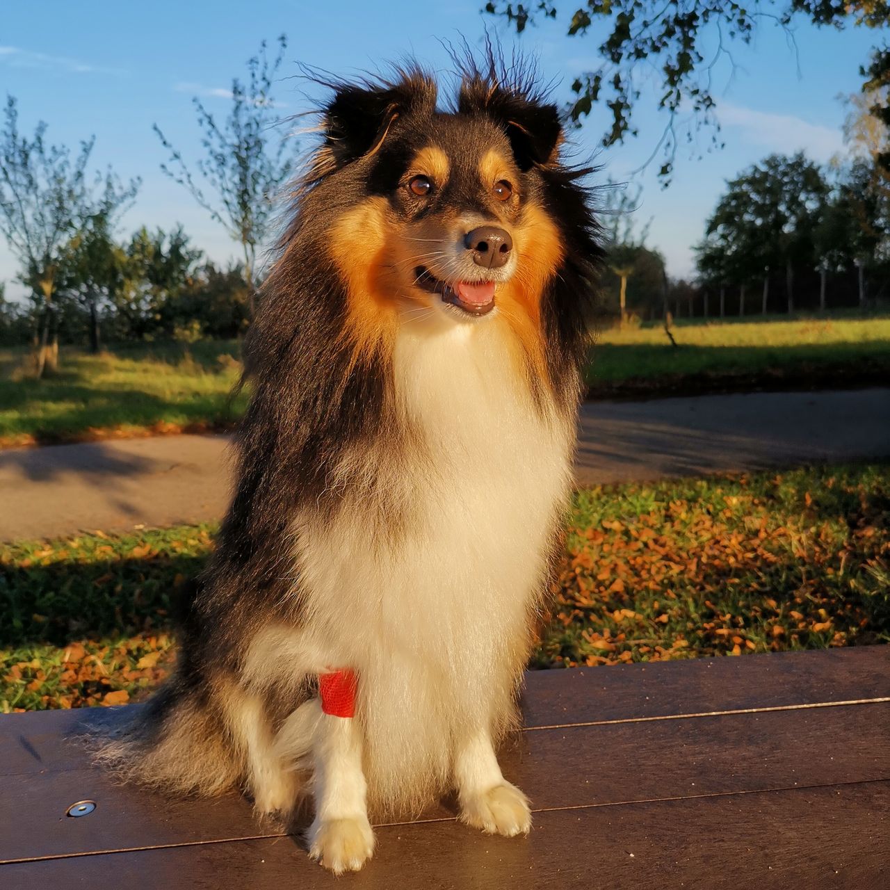 Soutěžní fotografie - Naila,  Sheltie