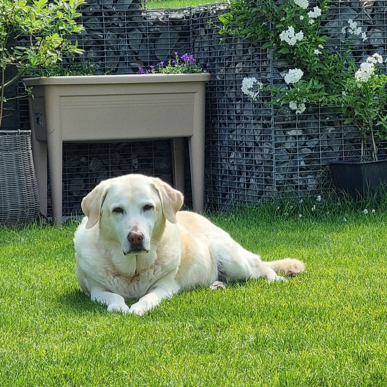 Soutěžní fotografie - Ela,  Labradorský retriever