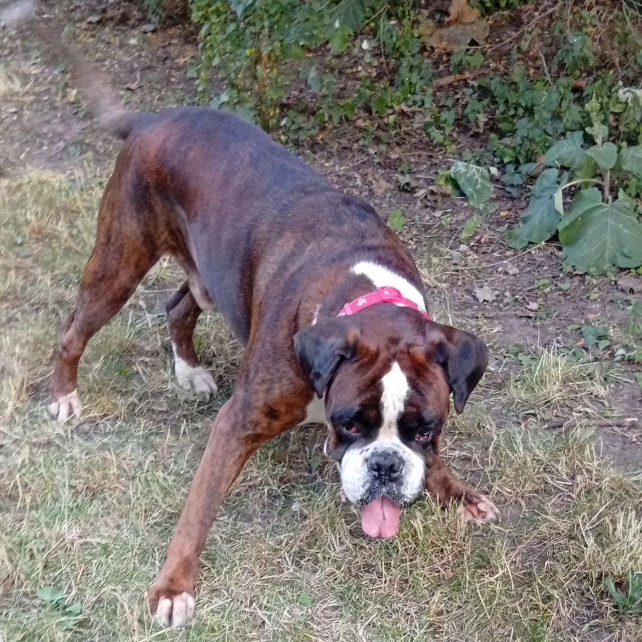 Soutěžní fotografie - Jack,  Německý boxer