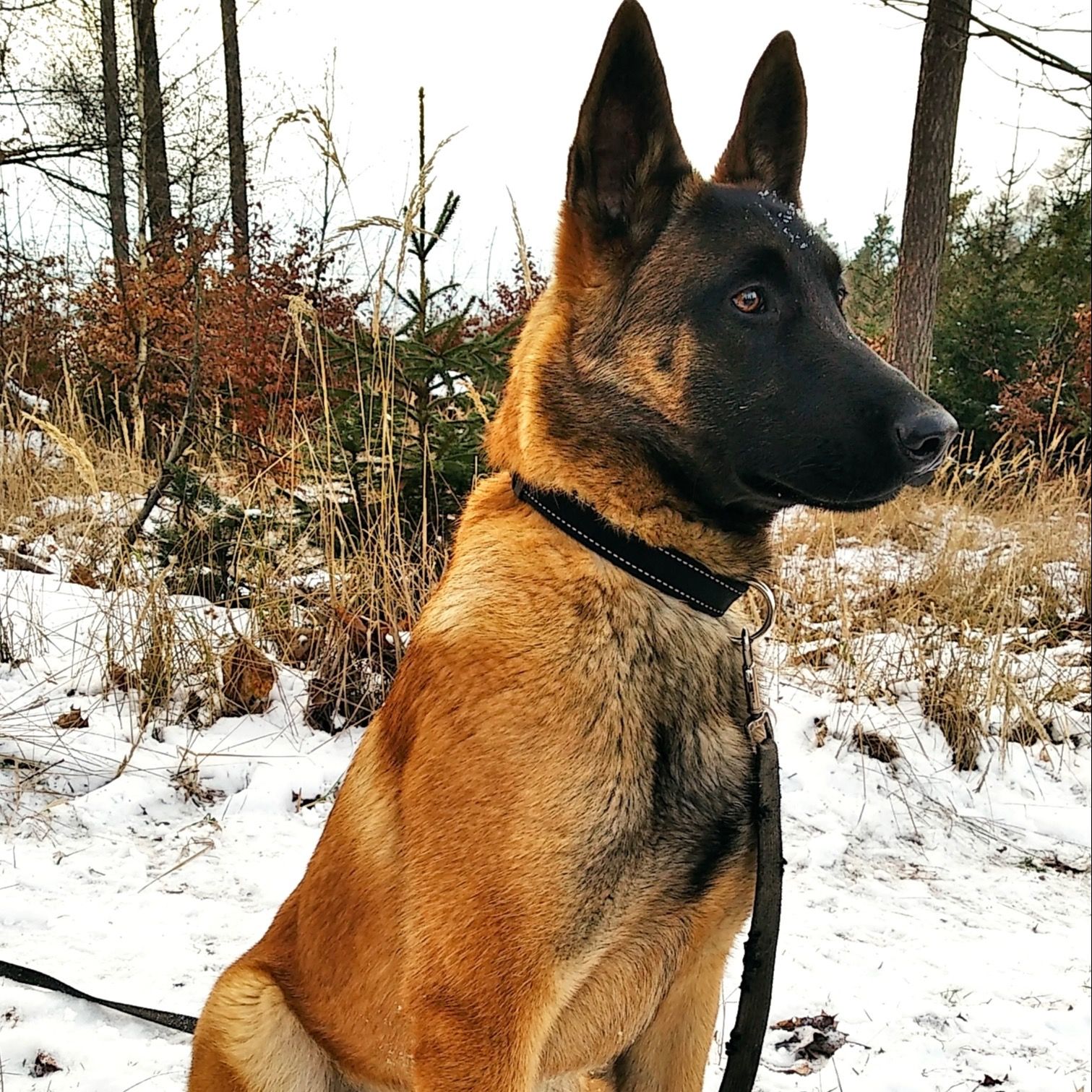 Soutěžní fotografie - Rony,  Belgický ovčák - Malinois
