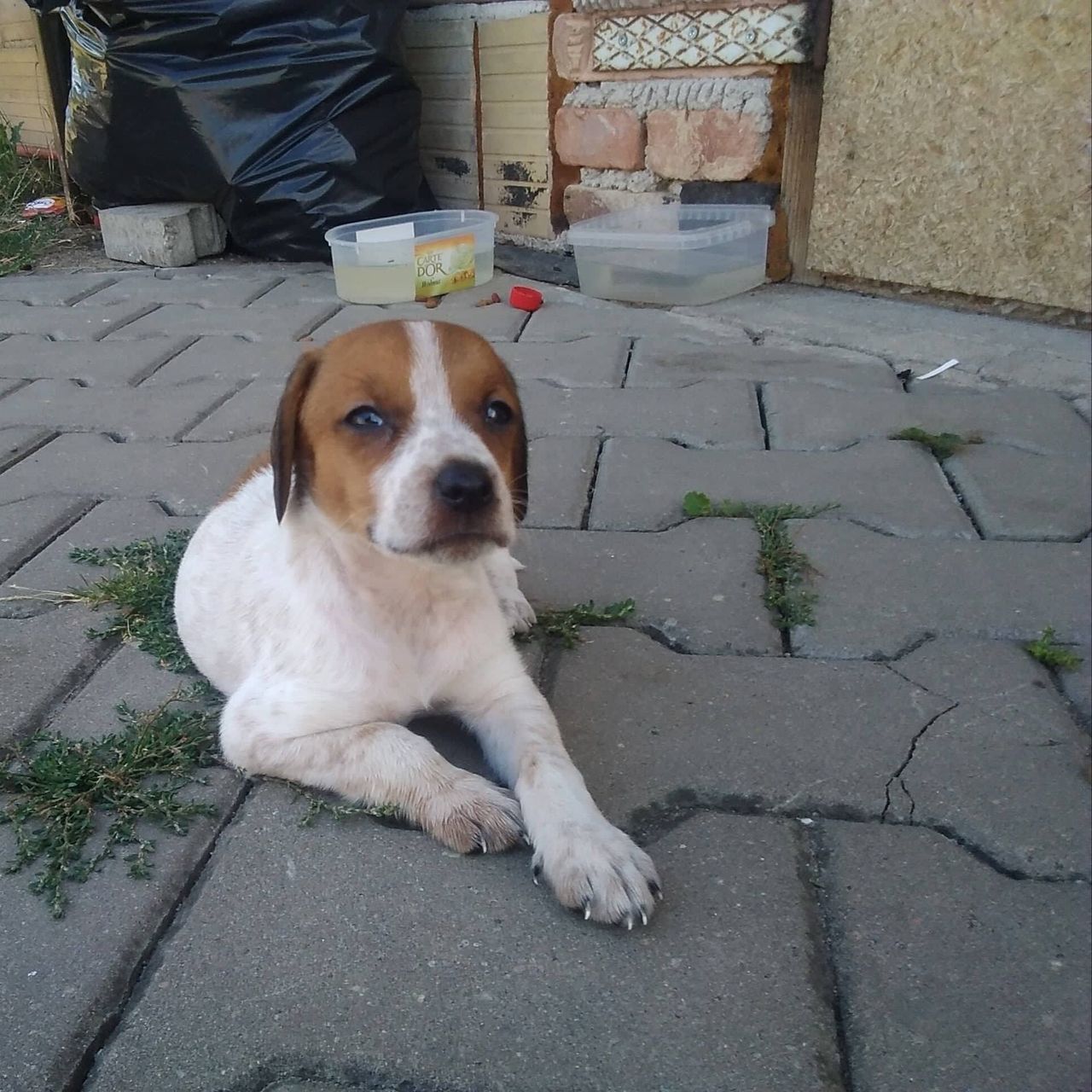 Soutěžní fotografie - Maggie,  Ostatní