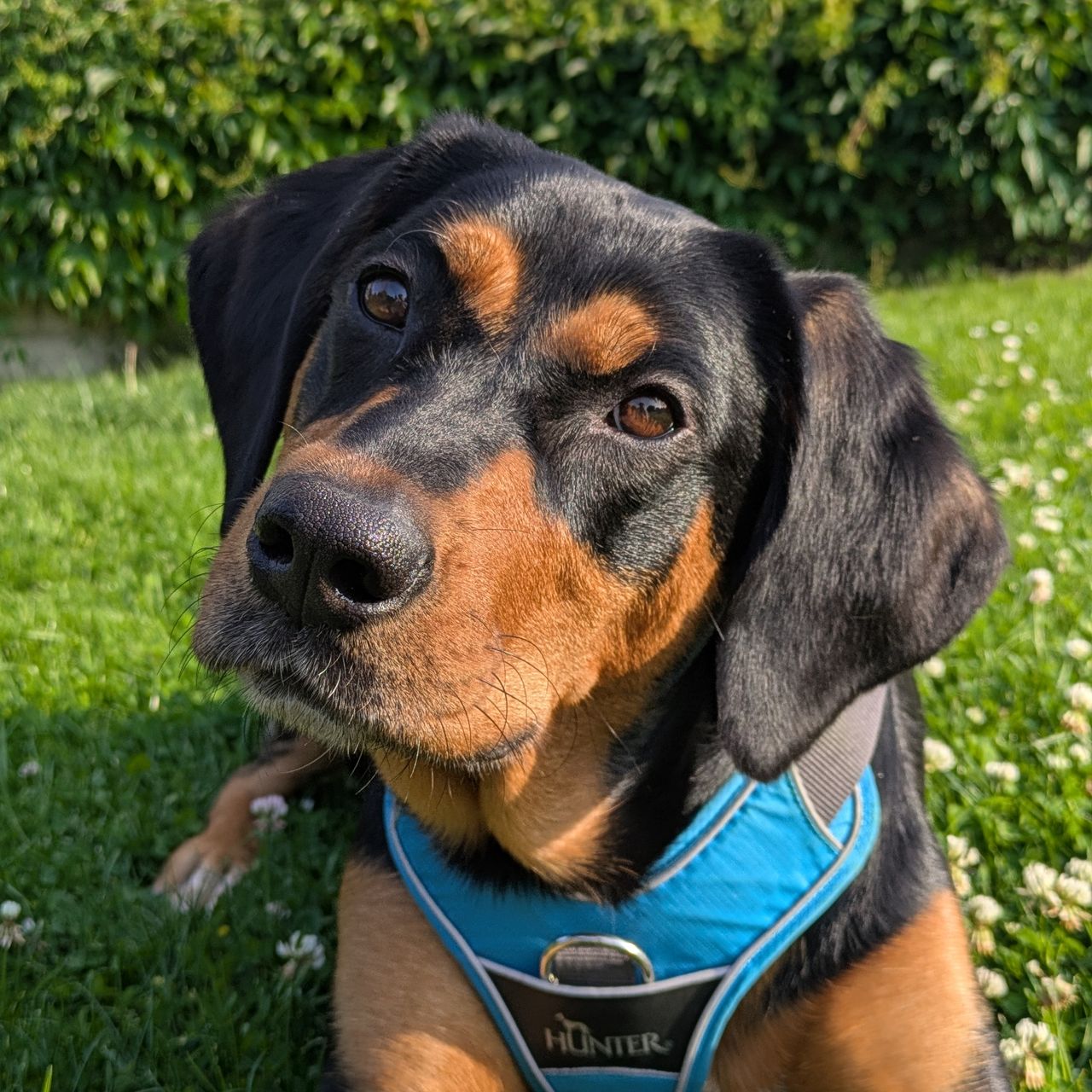 Soutěžní fotografie - Nella,  Labradorský retriever