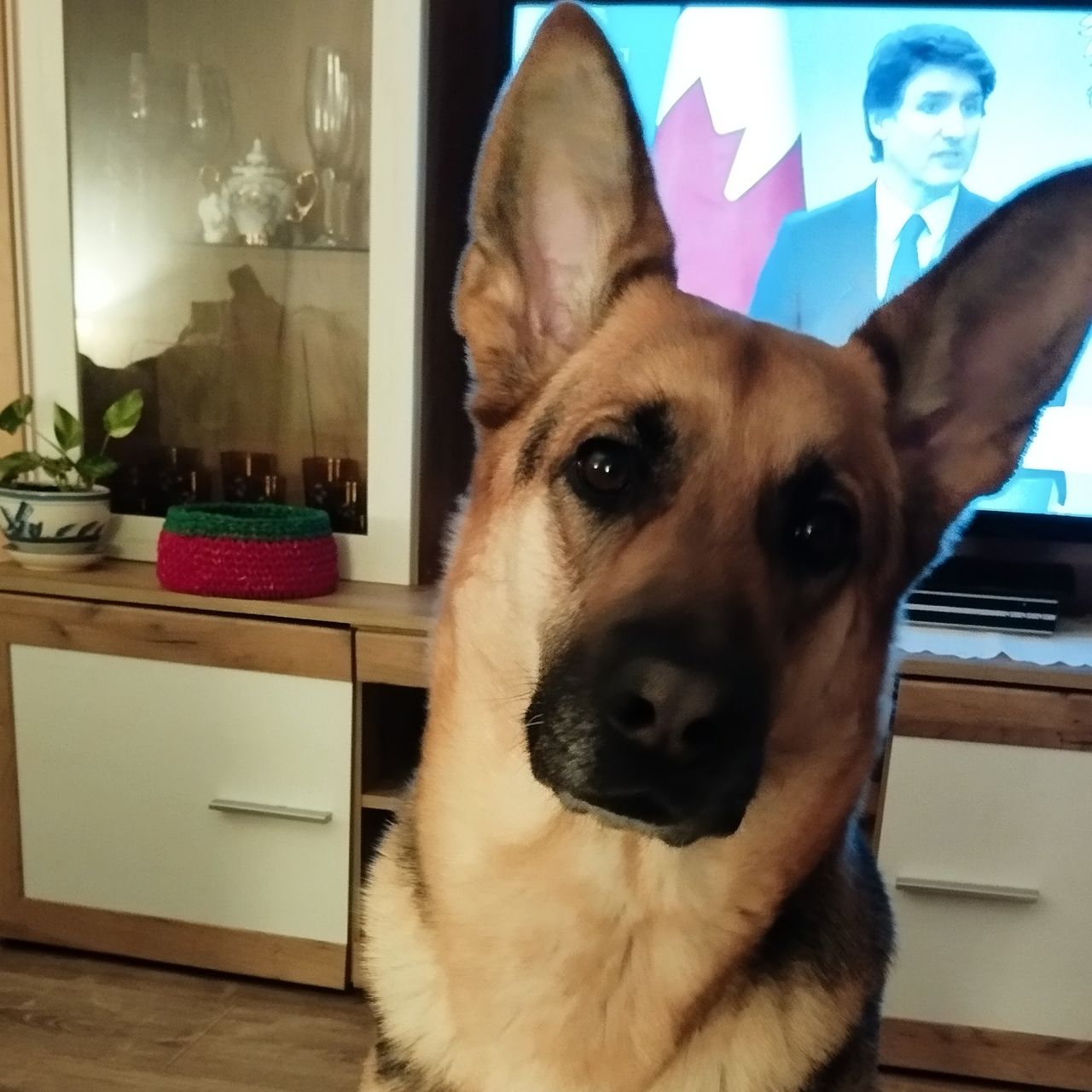Soutěžní fotografie - Bára,  Německý ovčák