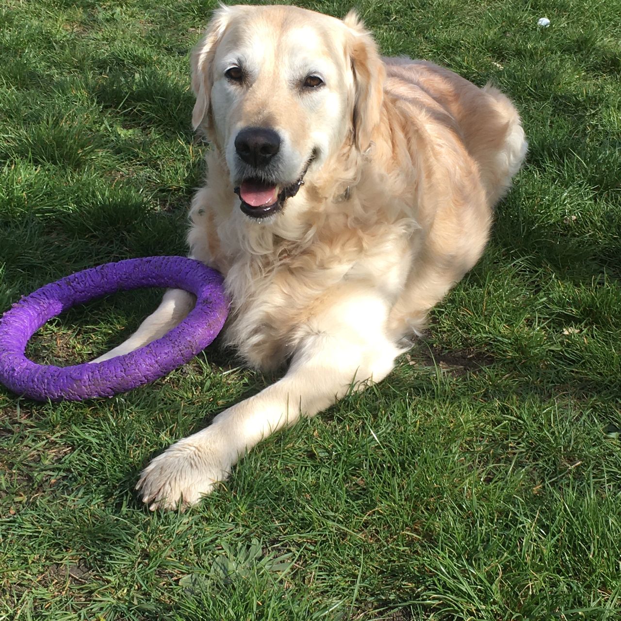Soutěžní fotografie - Arwen,  Zlatý retriever