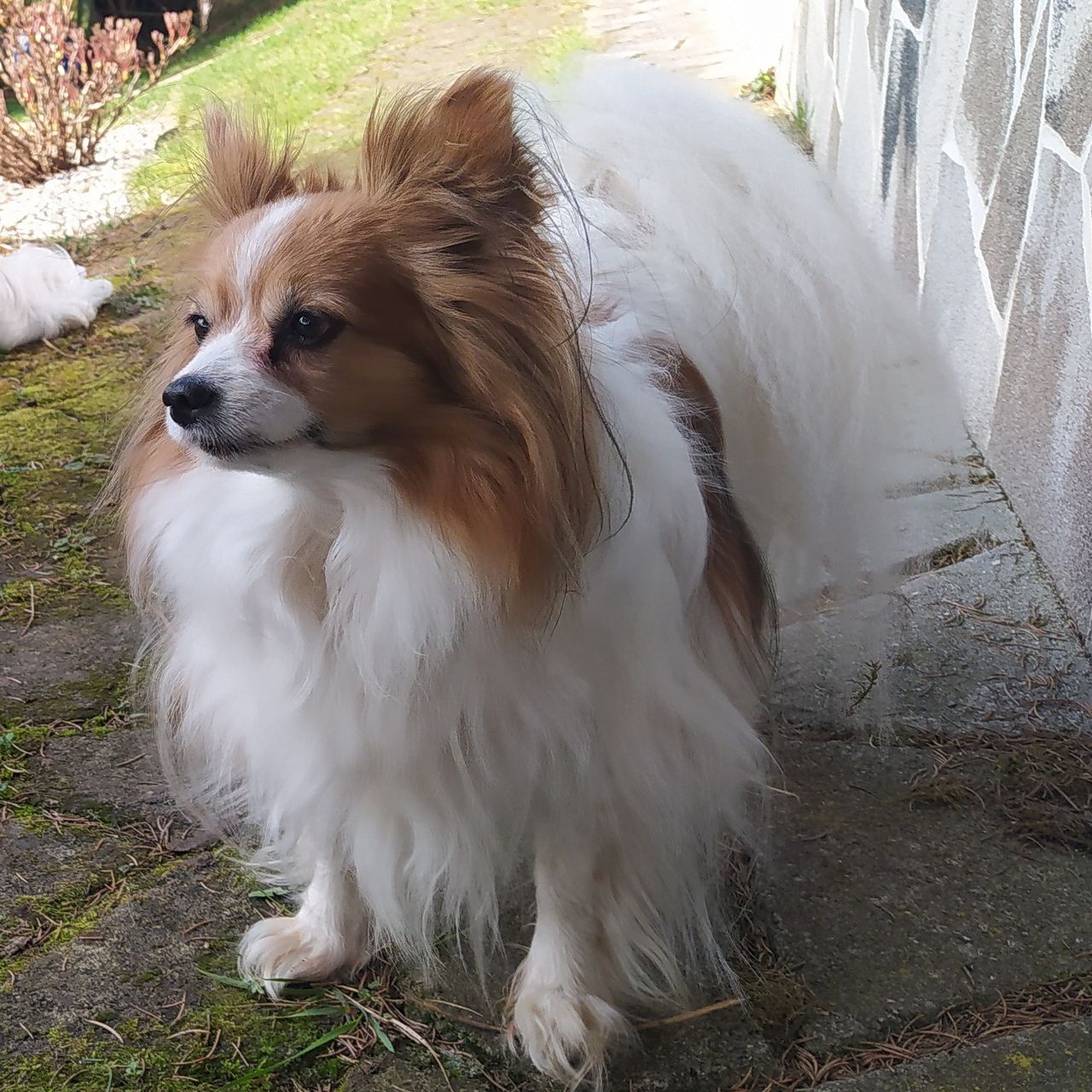 Soutěžní fotografie - Mája,  Papillon