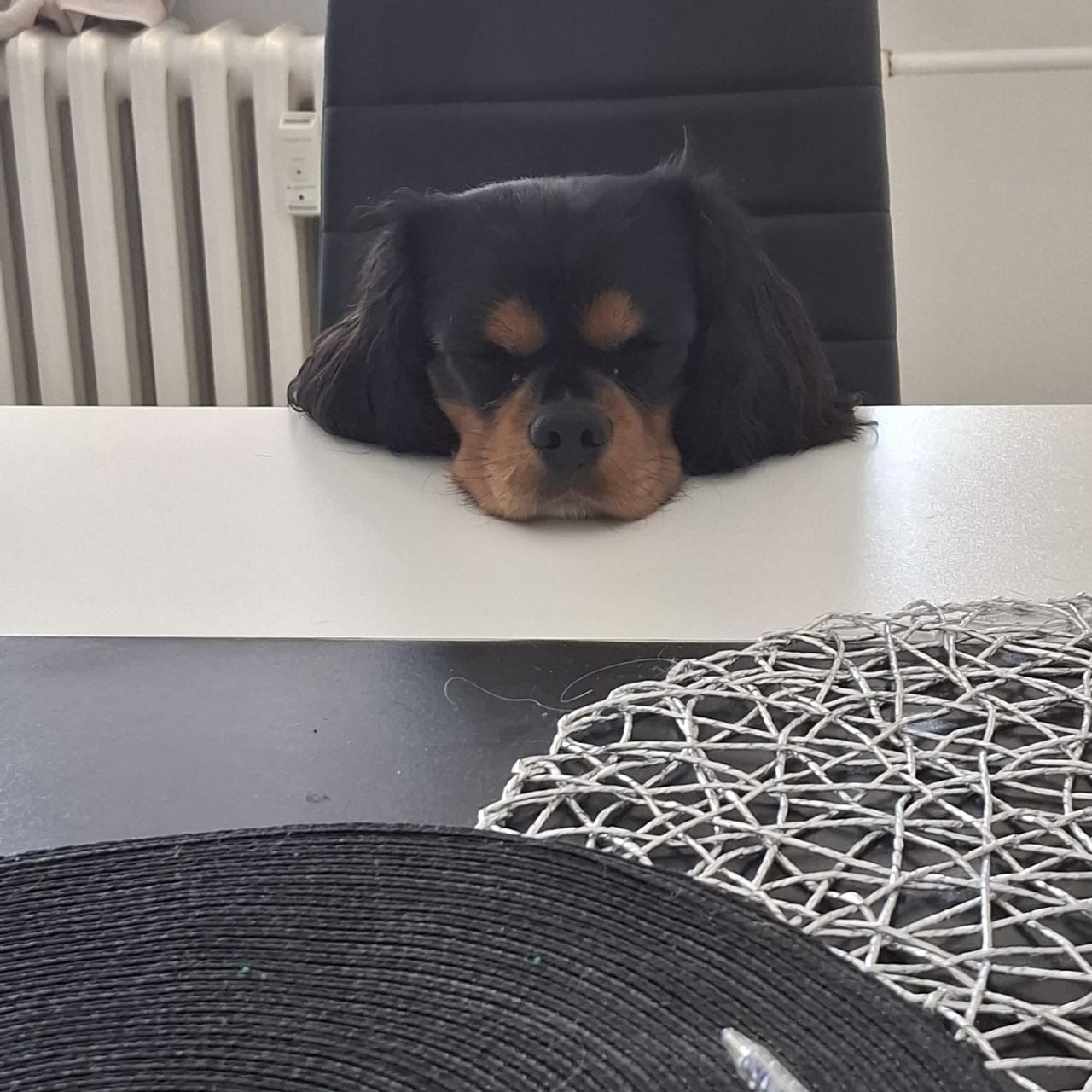 Soutěžní fotografie - Romecek,  Kavalír King Charles španěl