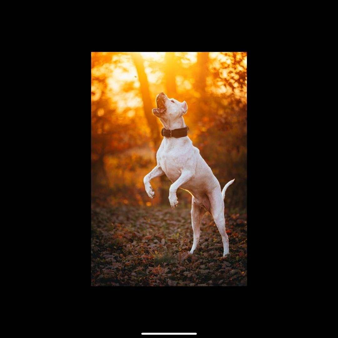 Soutěžní fotografie - Argošek,  Argentinská doga