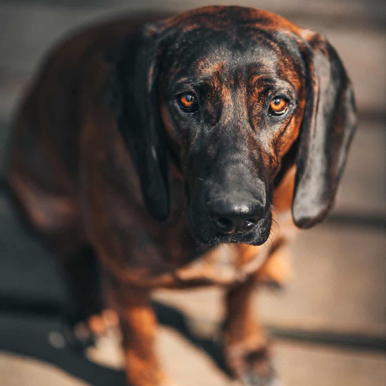 Soutěžní fotografie - Bella,  Hannoverský barvář