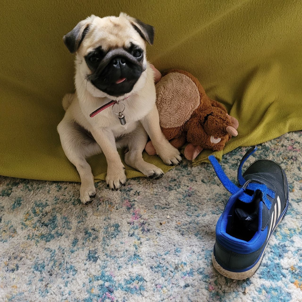 Soutěžní fotografie - Májka,  Mops