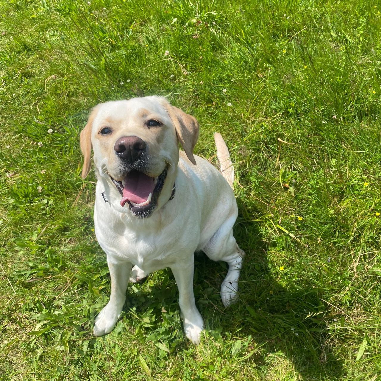 Soutěžní fotografie - Stella,  Labradorský retriever
