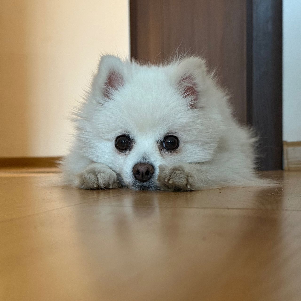Soutěžní fotografie - Mimi,  Německý špic trpasličí