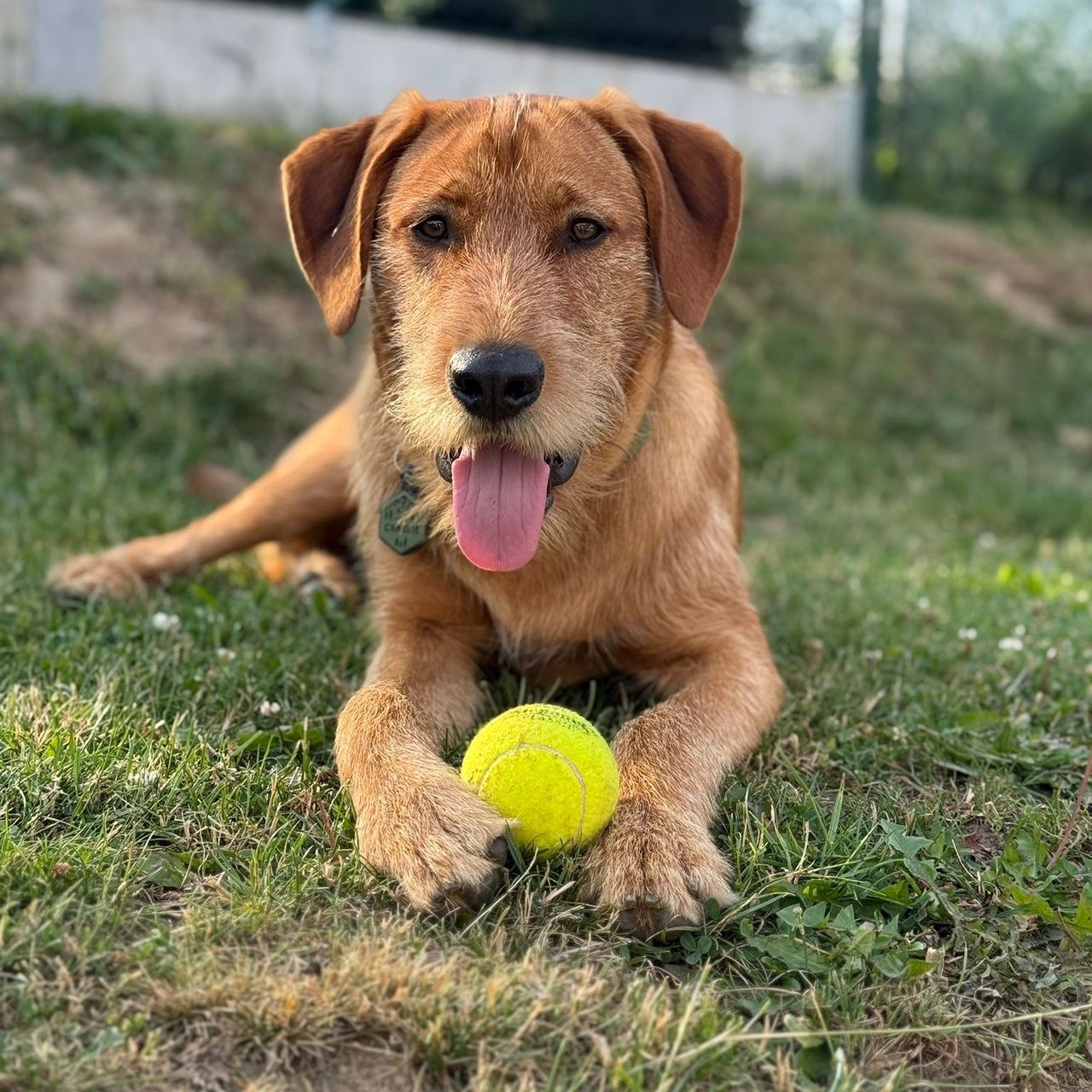 Soutěžní fotografie - Charlie,  Ostatní
