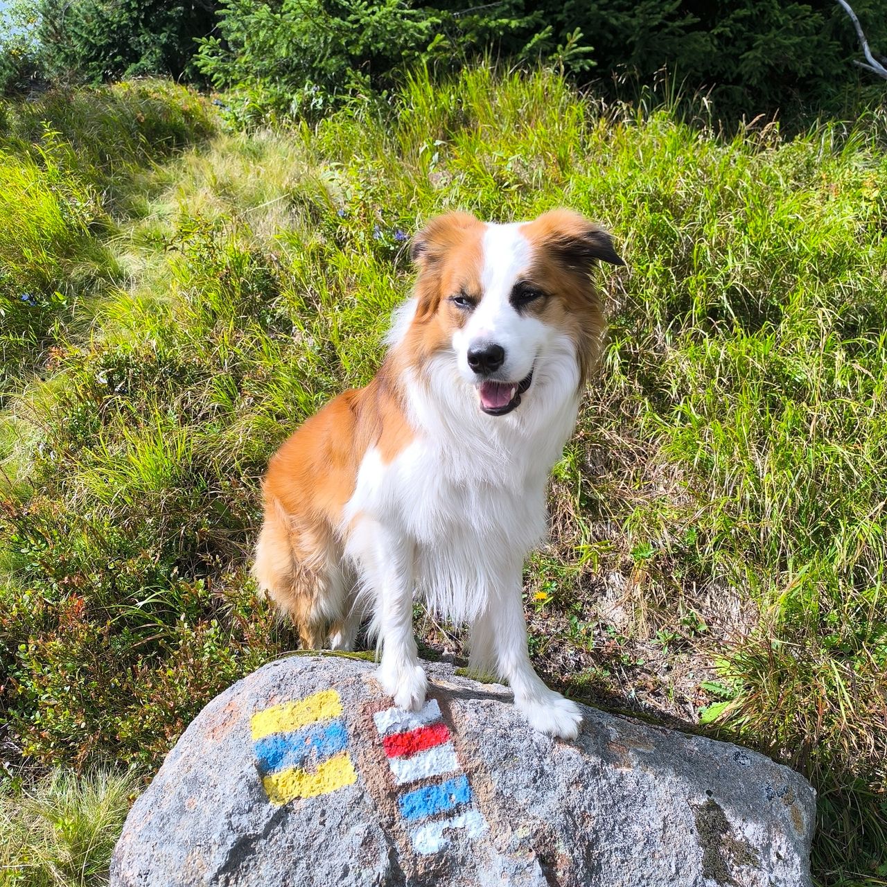 Soutěžní fotografie - Fido,  Border kolie