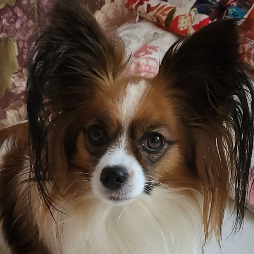 Soutěžní fotografie - Charlottka,  Papillon