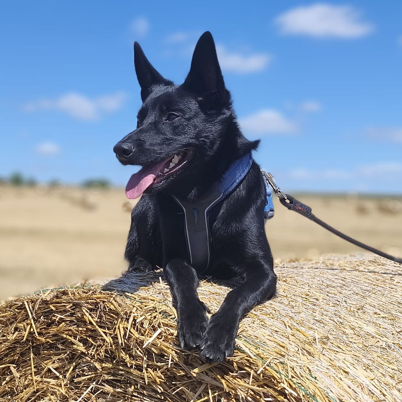 Soutěžní fotografie - Buddy,  Australská kelpie