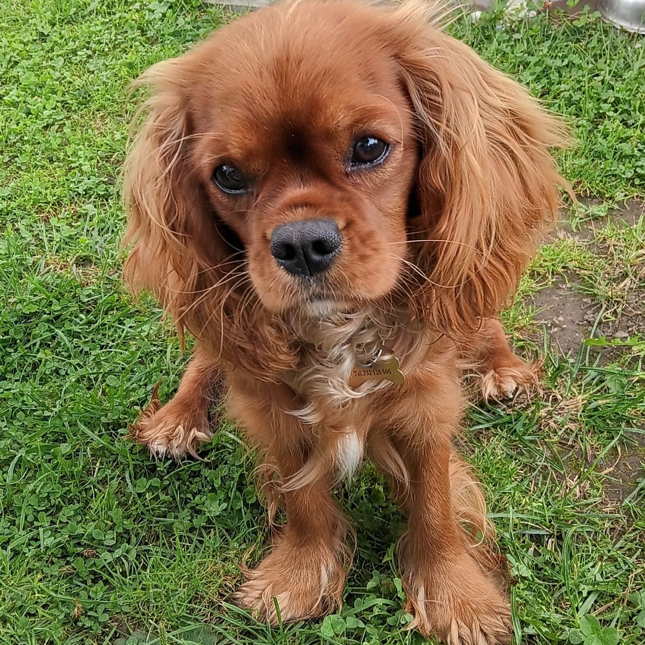 Soutěžní fotografie - Cherynka,  Kavalír King Charles španěl