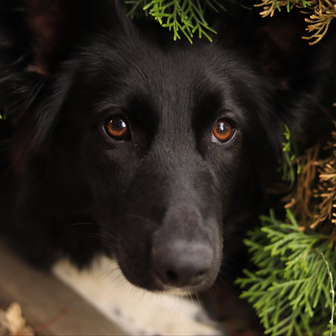 Soutěžní fotografie - Phoebe,  Ostatní