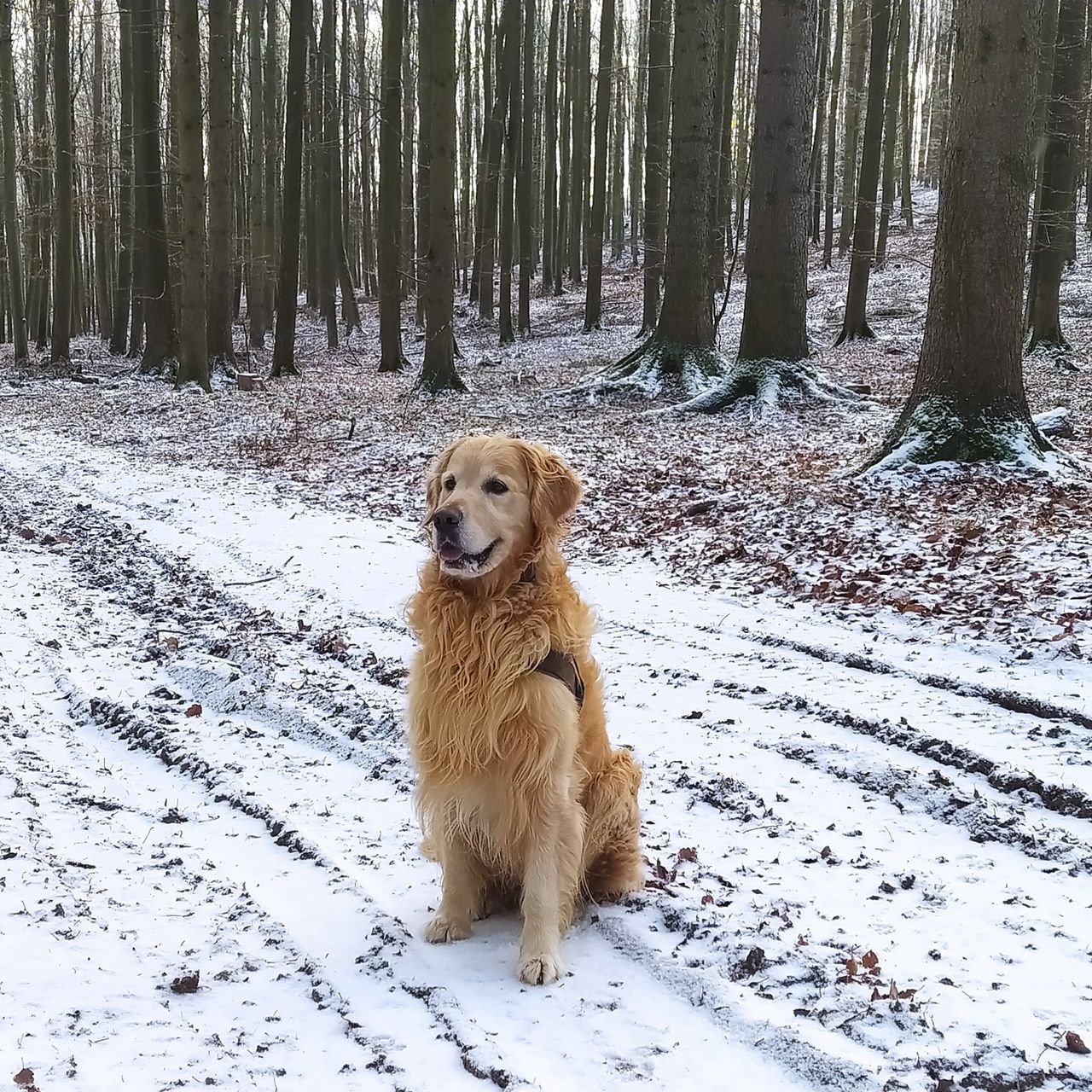 Soutěžní fotografie - Dasty,  Zlatý retriever