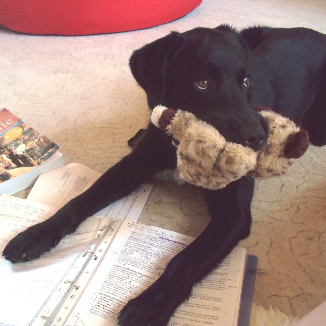 Soutěžní fotografie - Ted,  Labradorský retriever