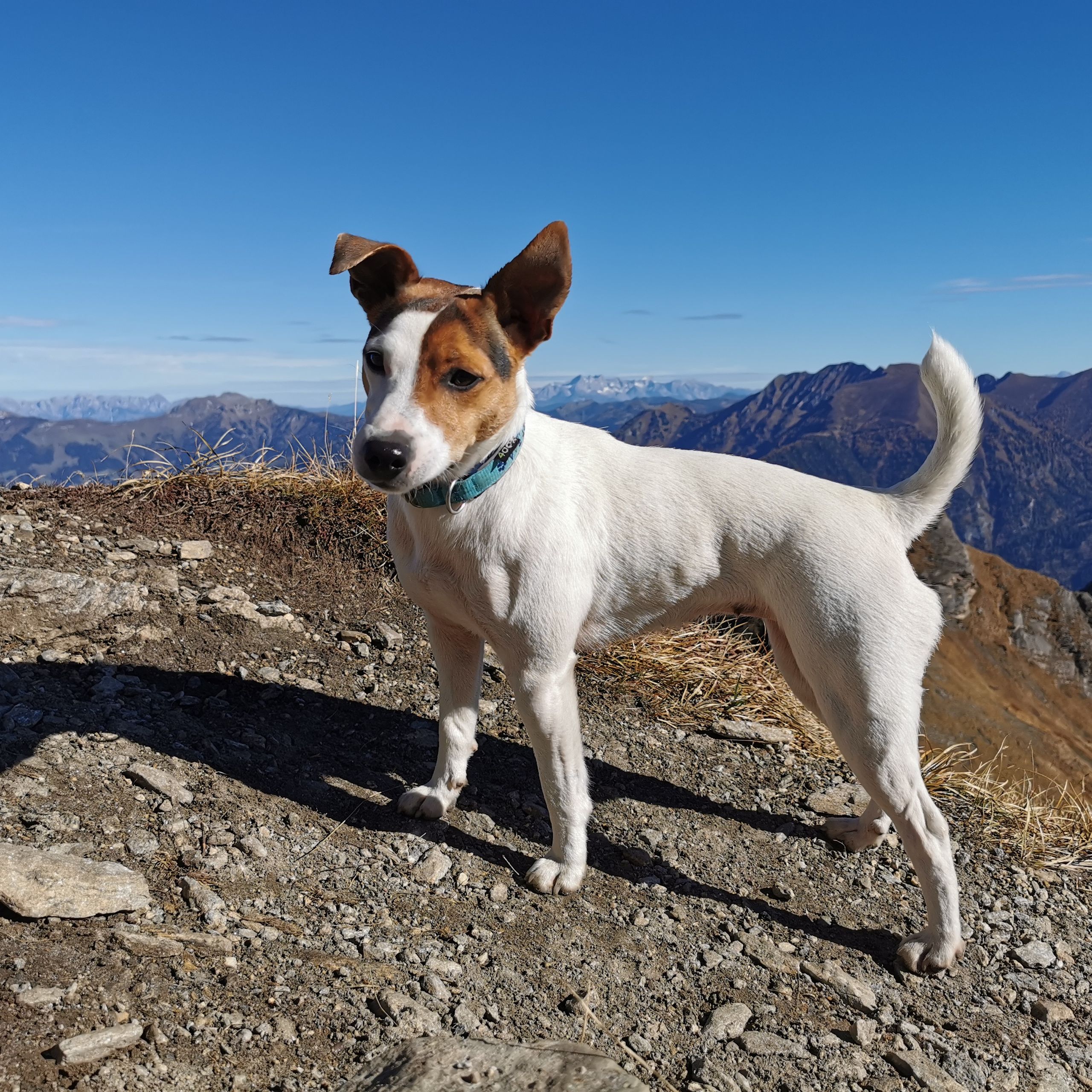 Soutěžní fotografie - Coco,  Parson Russell Teriér