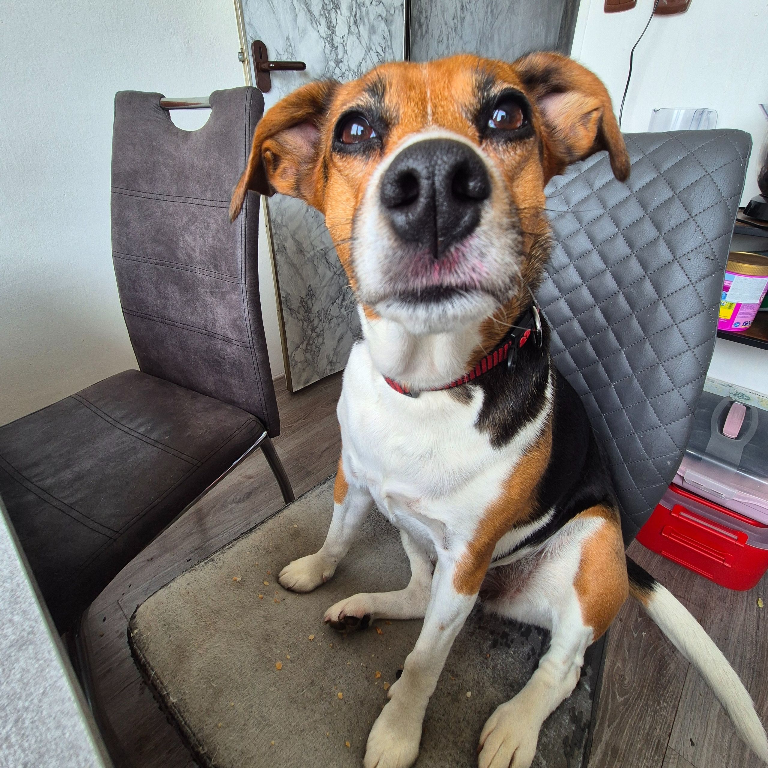 Soutěžní fotografie - Cindy,  Jack Russell Teriér