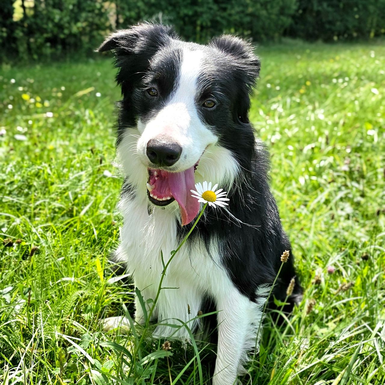 Soutěžní fotografie - Akamaru,  Border kolie