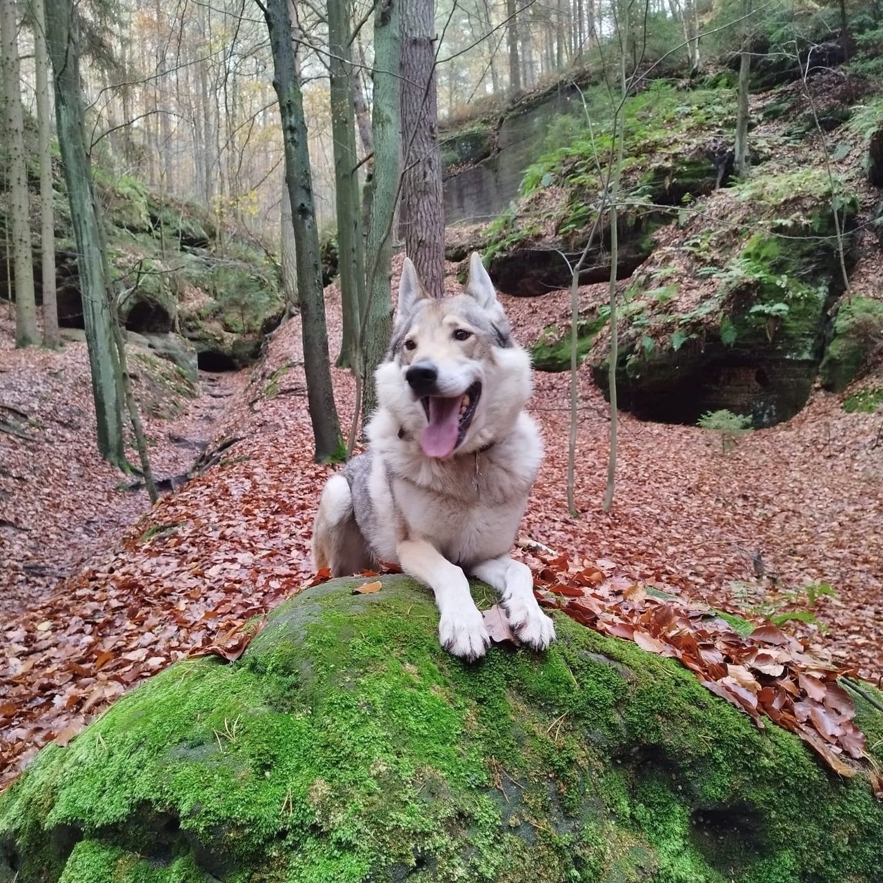 Soutěžní fotografie - Wolfik,  Československý vlčák
