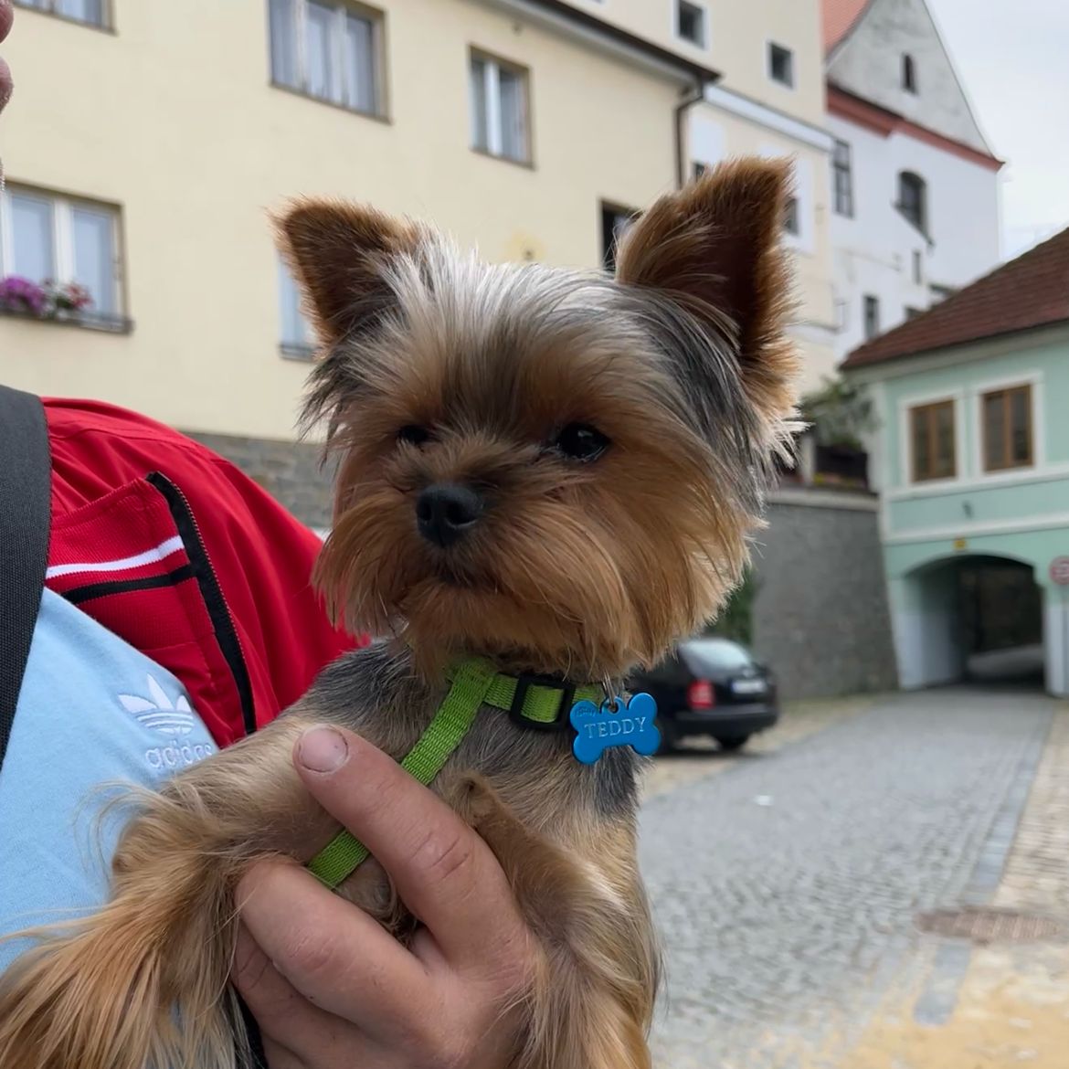Soutěžní fotografie - Teddy,  Yorkšírský terier