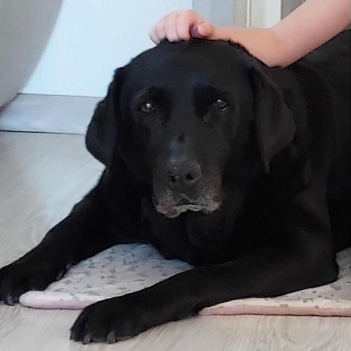 Soutěžní fotografie - KEJTY,  Labradorský retriever