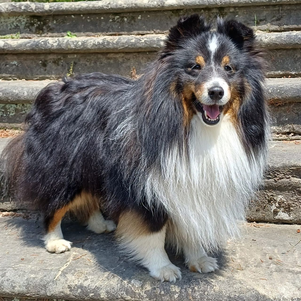 Soutěžní fotografie - Portos Bonny Dux,  Sheltie