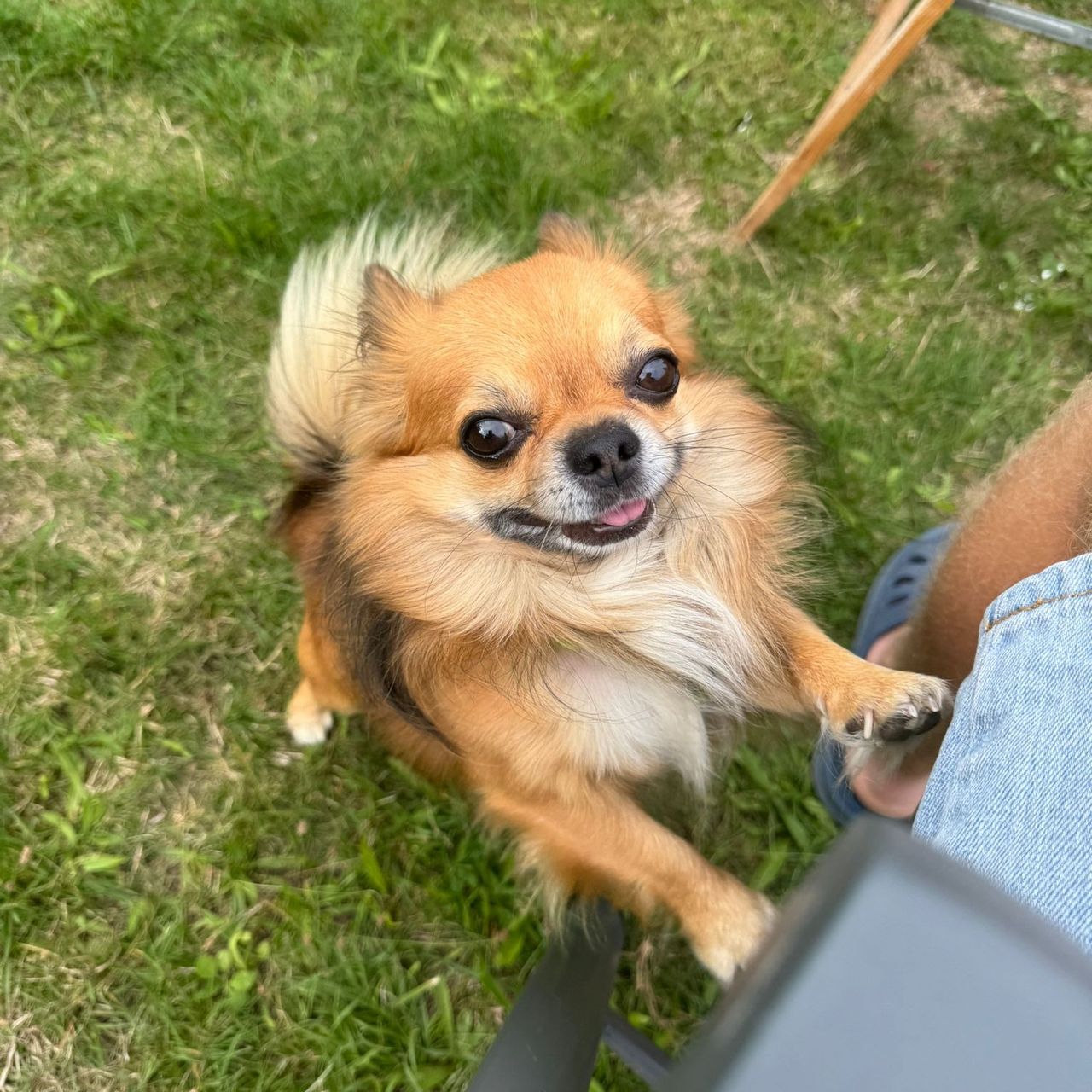 Soutěžní fotografie - Charlie,  Čivava