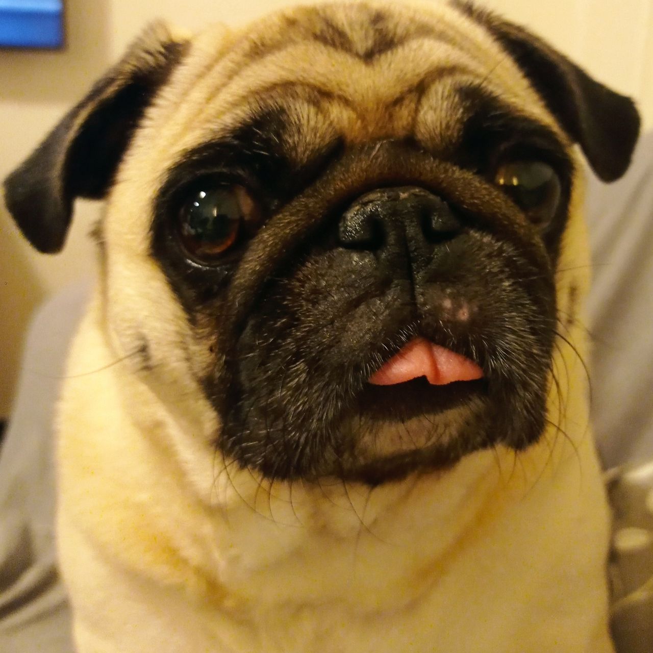 Soutěžní fotografie - Nelinka,  Mops