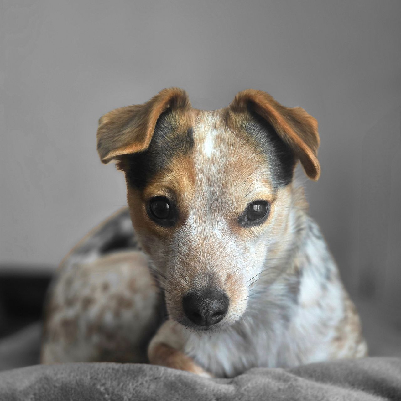 Soutěžní fotografie - Cookie,  Jack Russell Teriér