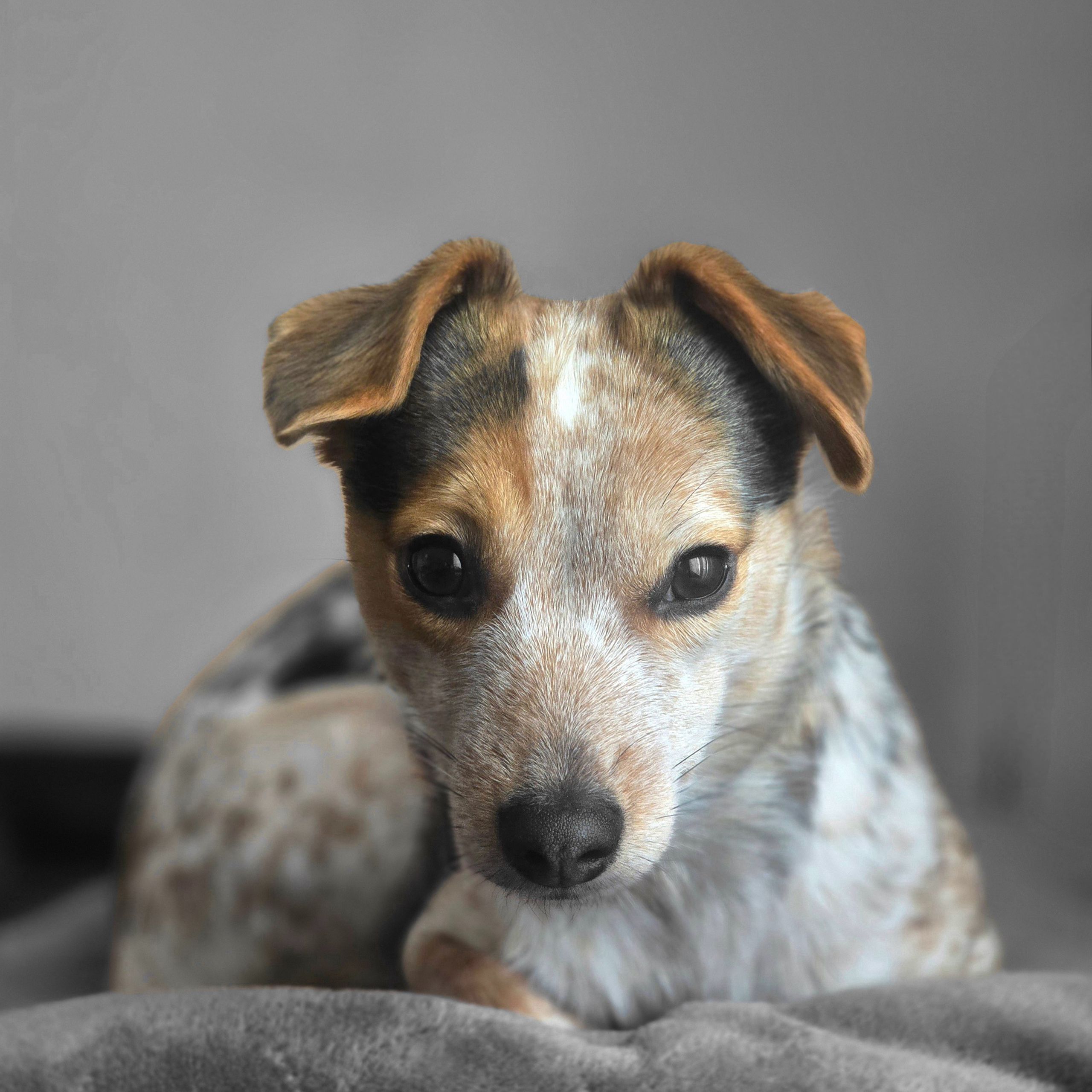Soutěžní fotografie - Cookie,  Jack Russell Teriér