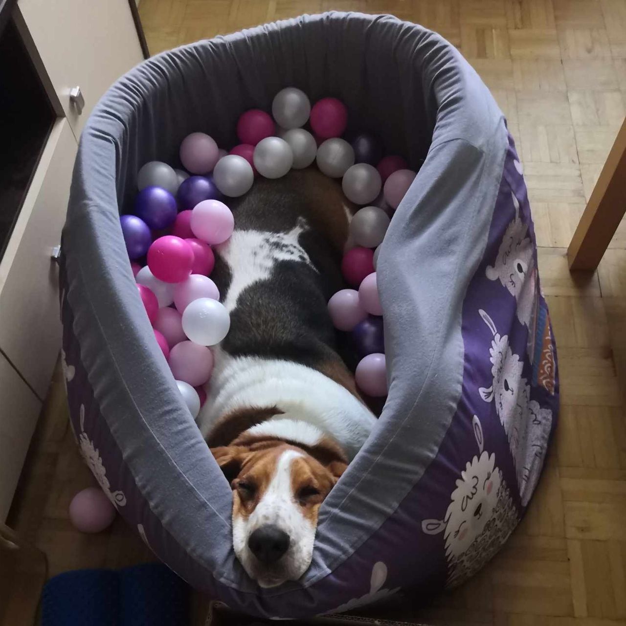 Soutěžní fotografie - Arya,  Basset Hound
