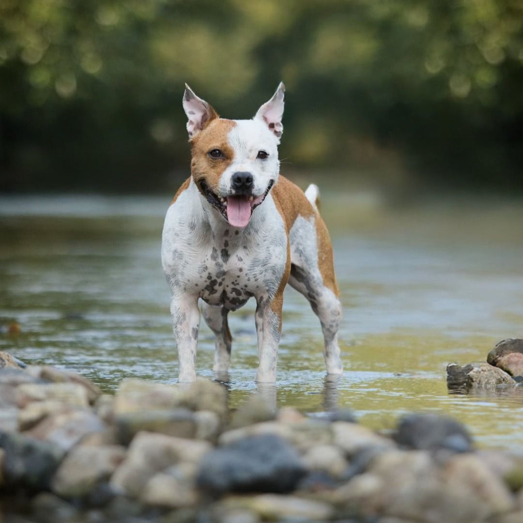 Soutěžní fotografie - Zeus,  Stafordšírský bullterier