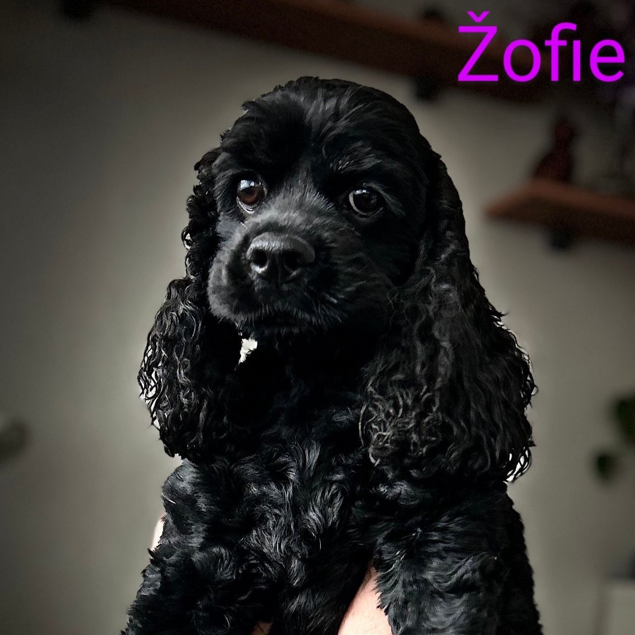 Soutěžní fotografie - Žofinka,  Americký kokršpaněl