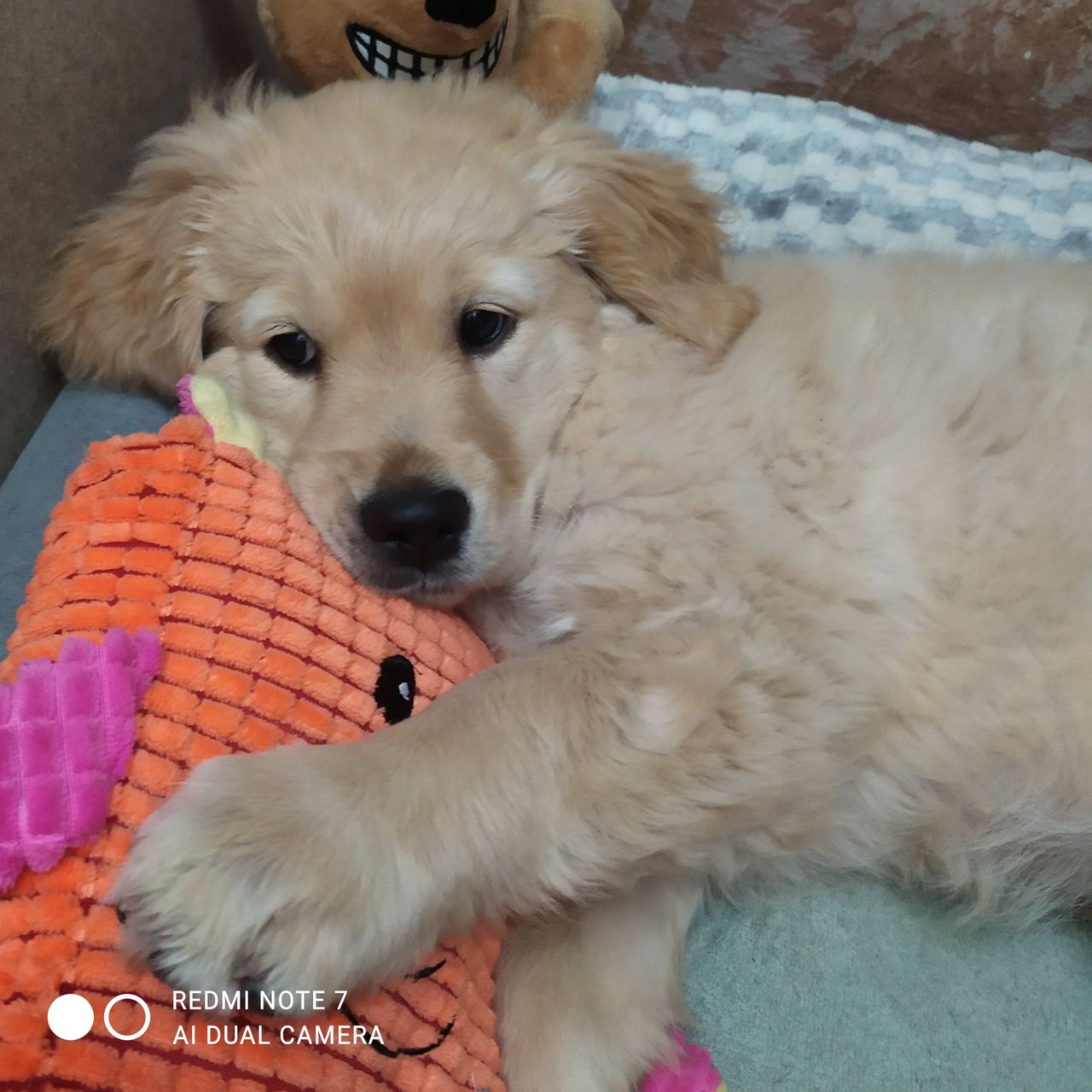 Soutěžní fotografie - Lexi,  Zlatý retriever