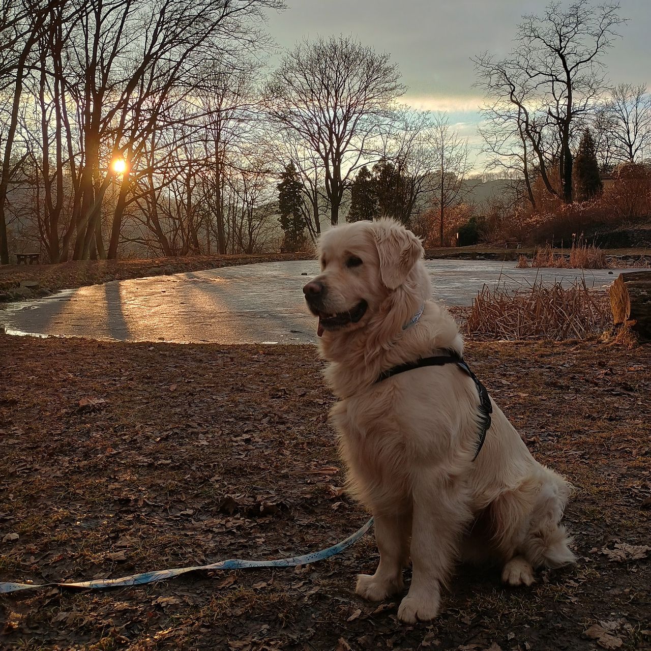 Soutěžní fotografie - Monty,  Zlatý retriever
