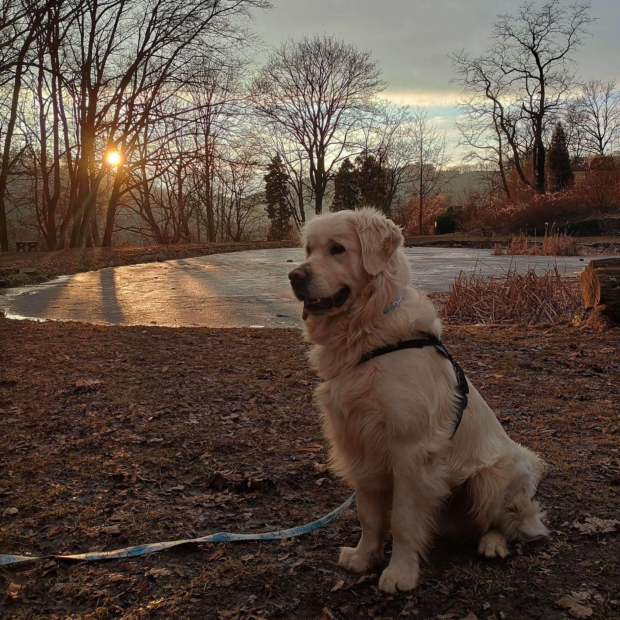 Soutěžní fotografie - Monty,  Zlatý retriever