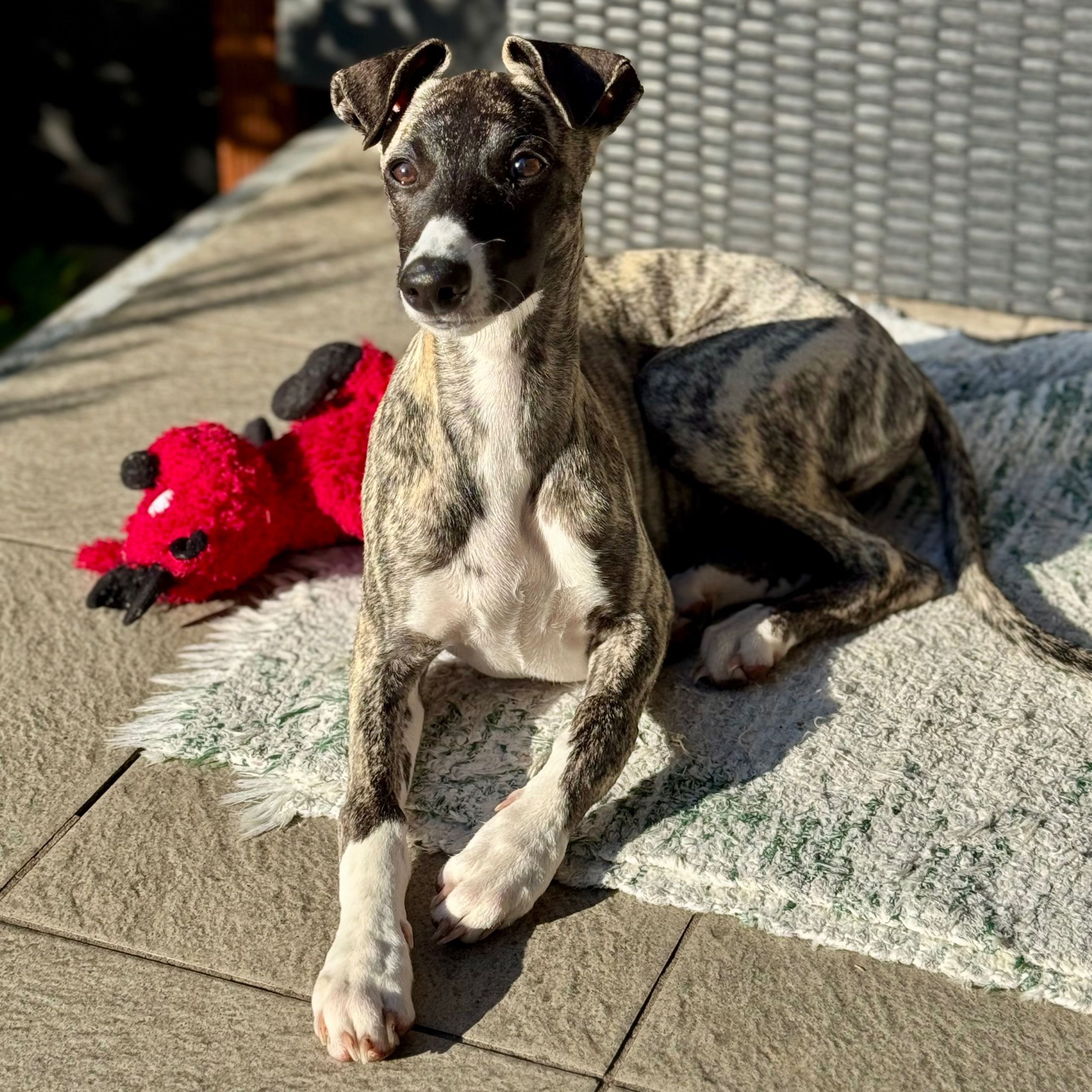 Soutěžní fotografie - Luna,  Whippet