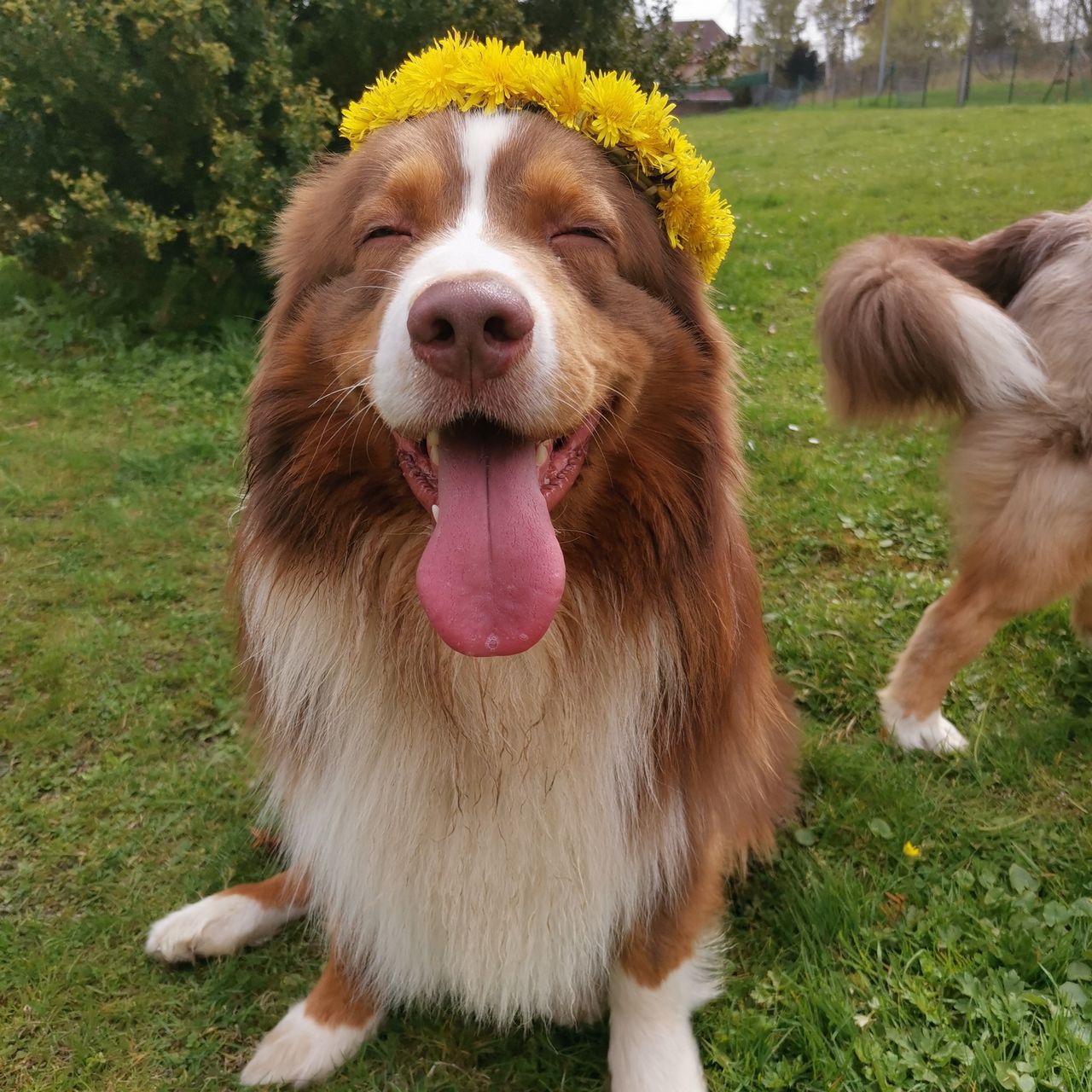 Soutěžní fotografie - Loki,  Australský ovčák