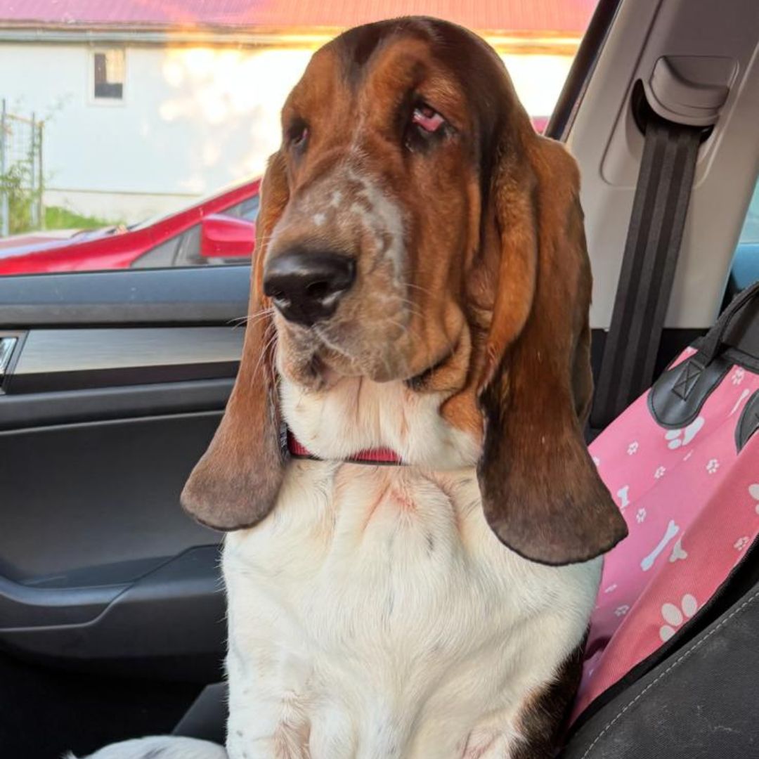 Soutěžní fotografie - Maruška,  Basset Hound