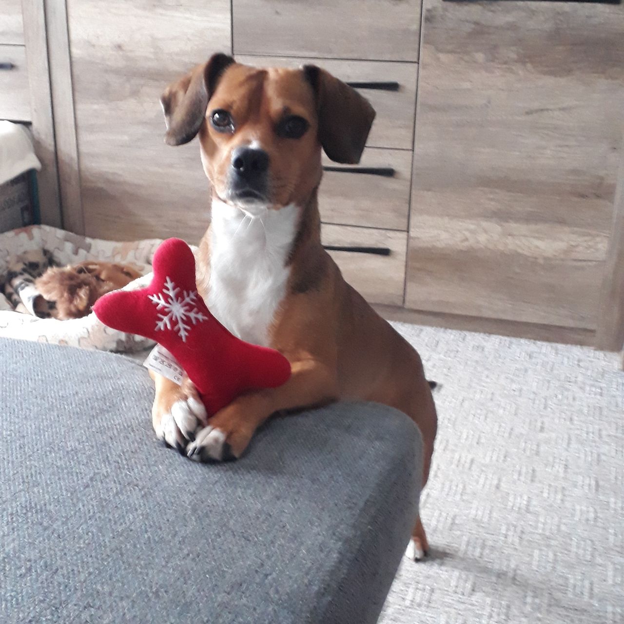 Soutěžní fotografie - Mia,  Beagle