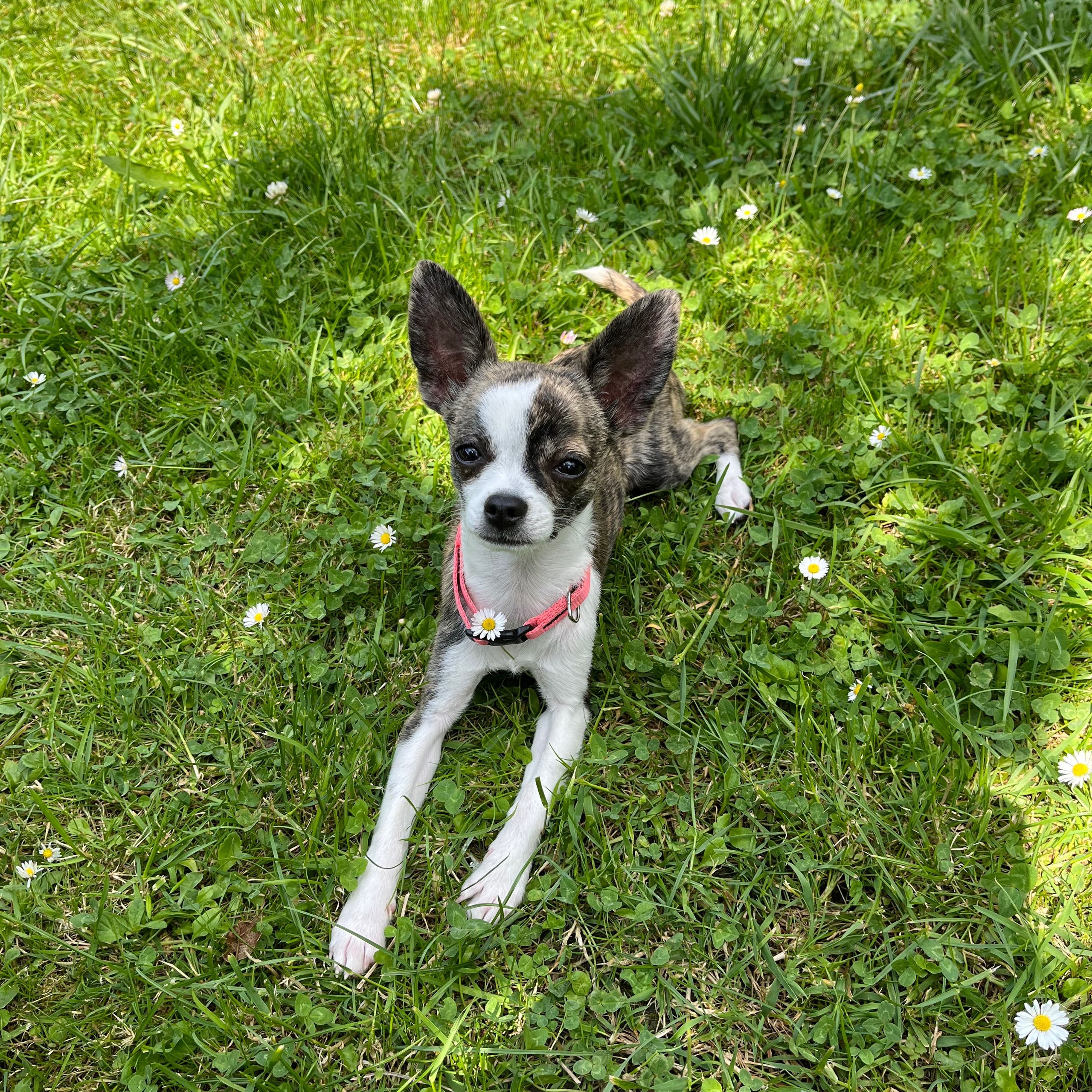 Soutěžní fotografie - Coco,  Čivava
