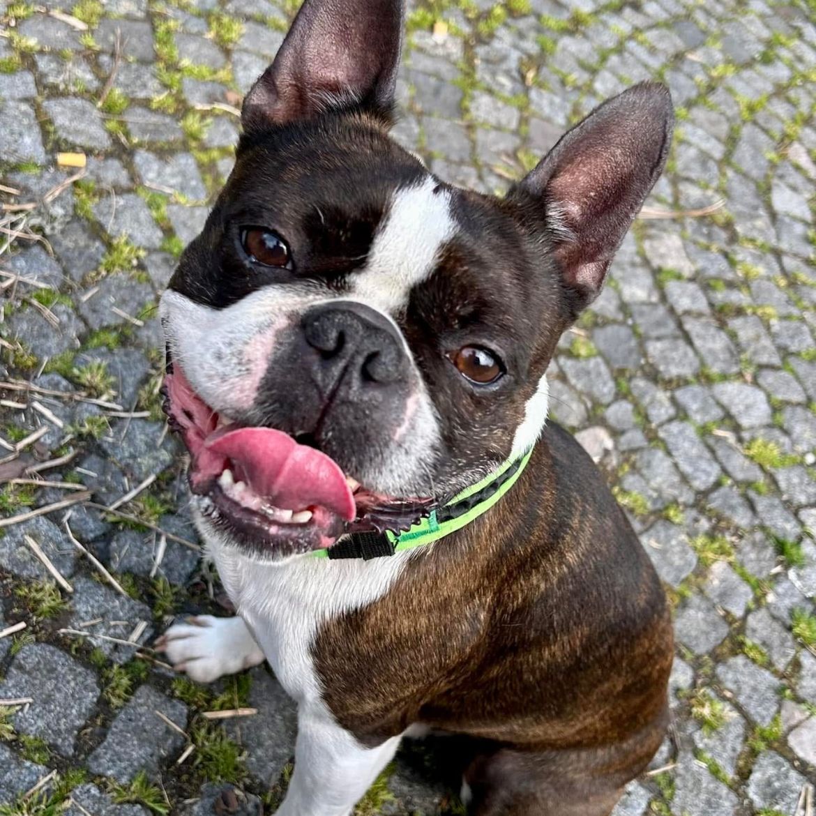 Soutěžní fotografie - Charlie,  Bostonský terier