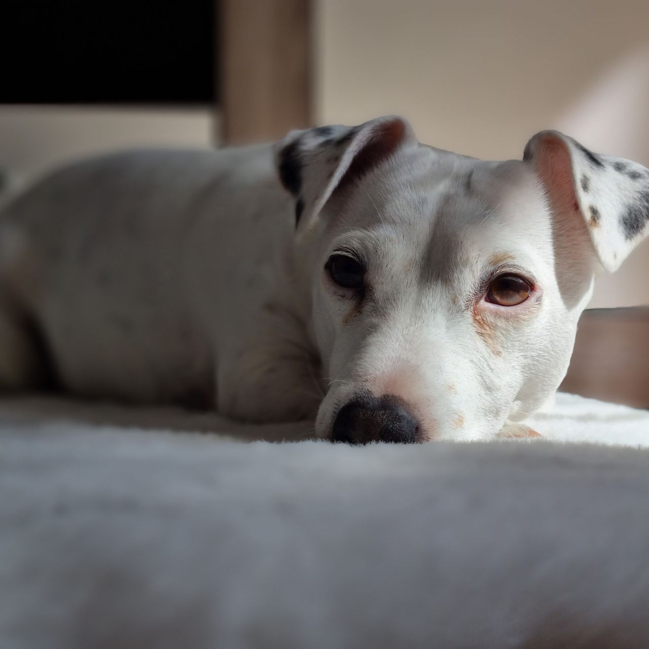 Soutěžní fotografie - Roxy,  Jack Russell Teriér